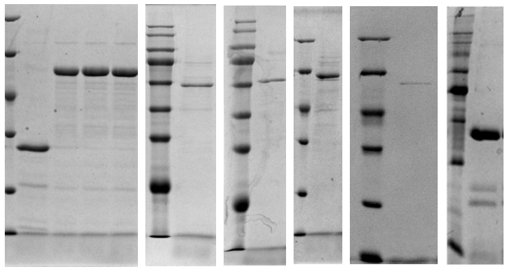 江苏银娱优越会|生物医药|重组胶原蛋白|unicollagen